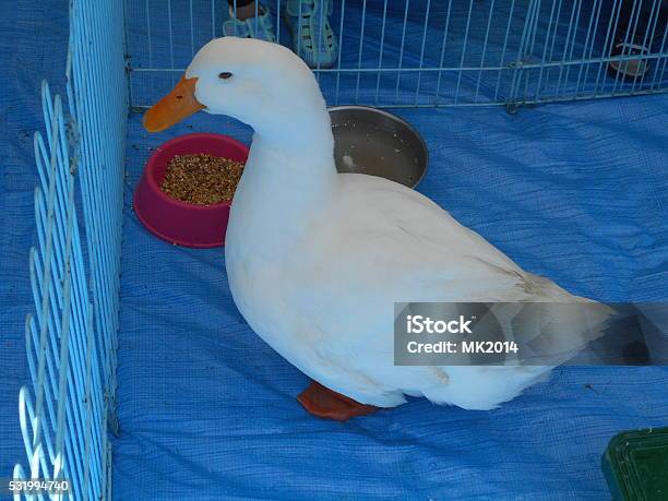 Duck Stock Photo - Download Image Now - Animal, Bird, Clear Sky