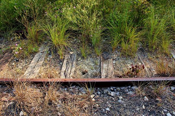 Old railway line disappearing under the vegetation, symbolizing the power of nature reclaiming man-made structures