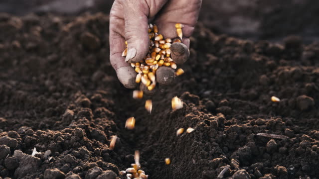 SLO MO Farmer's hand sowing seeds