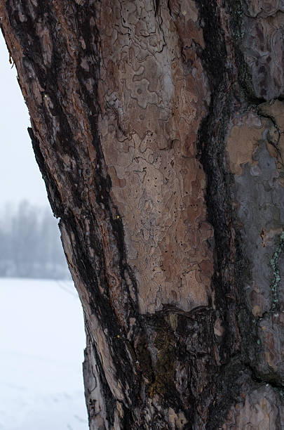 Pine tree bark stock photo