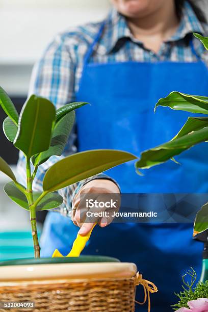 Woman Looking After Houseplant At Home Stock Photo - Download Image Now - 2015, 30-39 Years, Adult