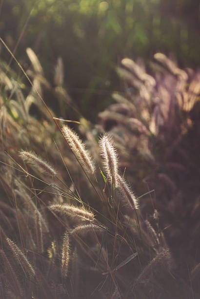 istock Daisy Against Vivid Green Grass 532004499
