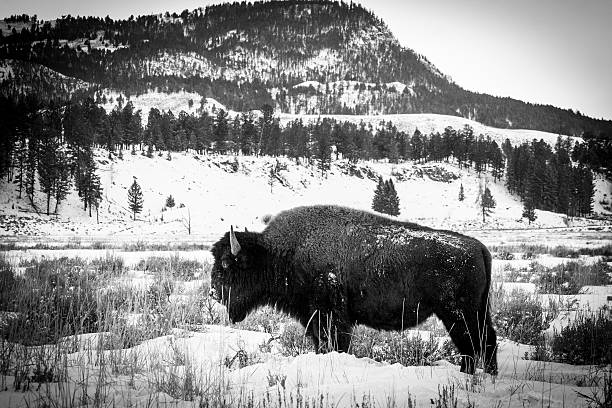 istock Black and White Bison in the Snow 532004605
