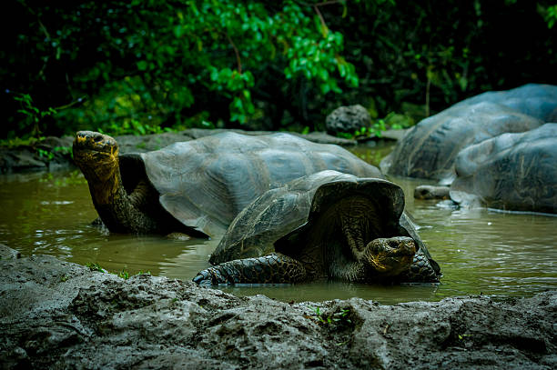 istock giant turtles in san cristobal galapagos islands 532006175