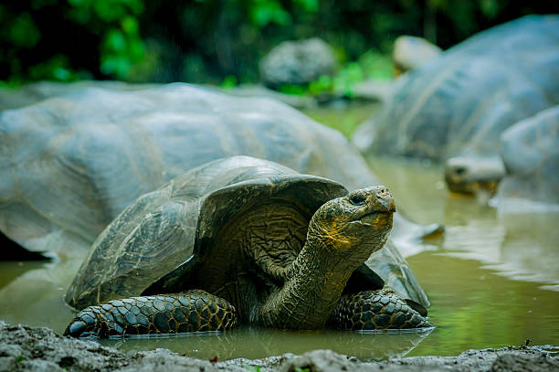 istock giant turtles in san cristobal galapagos islands 532006177