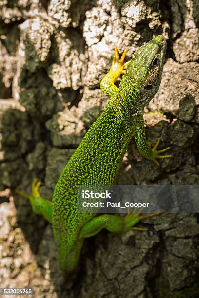 Green Lizard Lacerta Viridis Slovak Karst Eastern Slovakia Stock Photo - Download Image Now