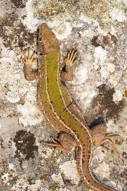 istock Green lizard, Lacerta viridis, Slovak Karst, Eastern Slovakia. 532006555