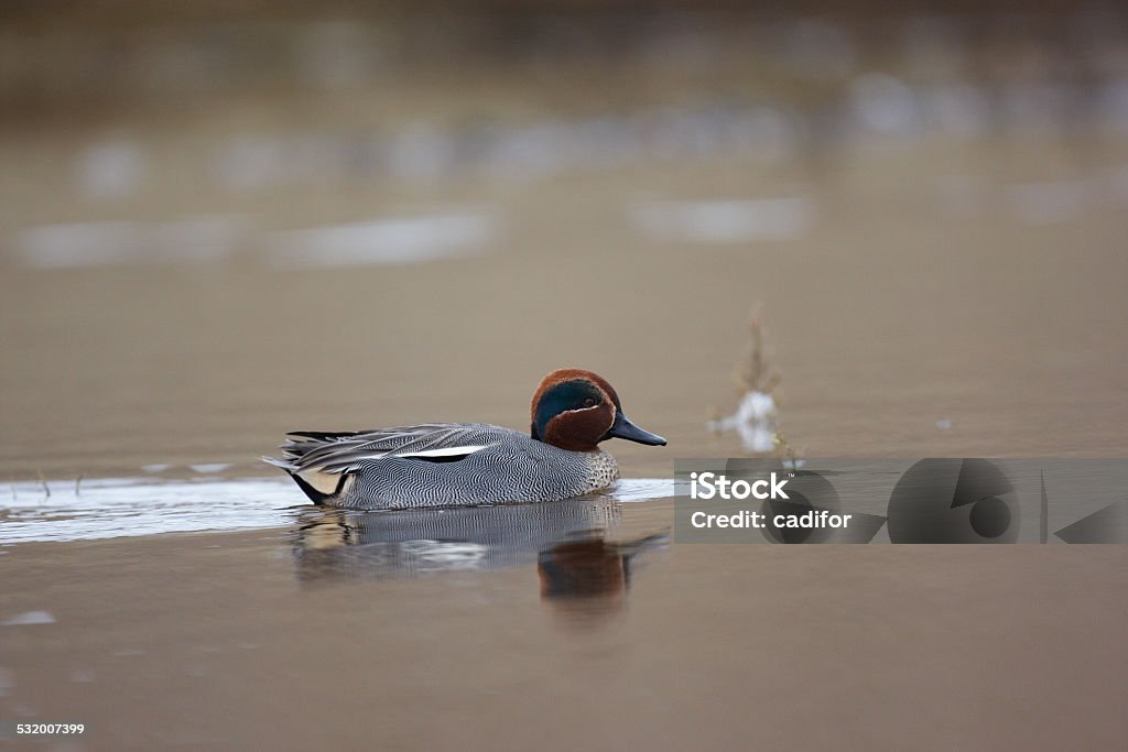 Teal Teal,Anas crecca,swimming in a lake 2015 Stock Photo