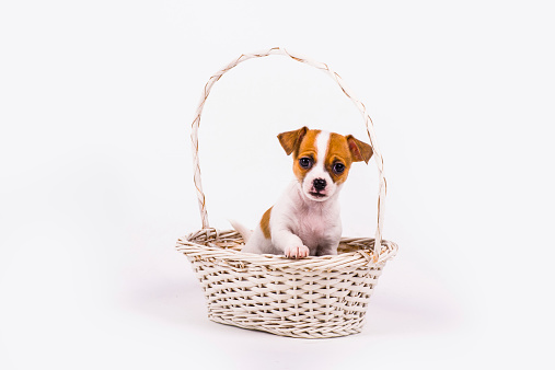 begging chihuahua puppy in a white basket with white background