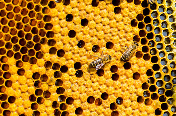 foto macro de abelhas swarming em um favo de mel - efficency - fotografias e filmes do acervo