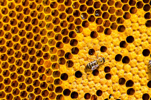 macro shot of ビーズ swarming のハニカム - efficency ストックフォトと画像