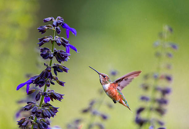istock Rufous Hummingbird Female. 532007959