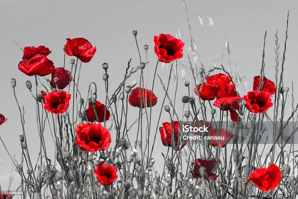 Red poppies Field of beautiful red poppies isolated on a black and white with shadow ANZAC Day Stock Photo