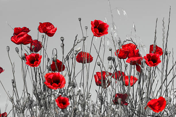 Red poppies Field of beautiful red poppies isolated on a black and white with shadow corn poppy photos stock pictures, royalty-free photos & images