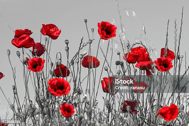 Red Poppies Stock Photo - Download Image Now - ANZAC Day, Remembrance Sunday, Remembrance Day