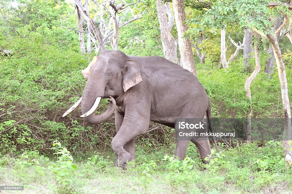 Asian Male Elephant Stock Photo - Download Image Now - 2015, Animal  Wildlife, Animals In The Wild - iStock