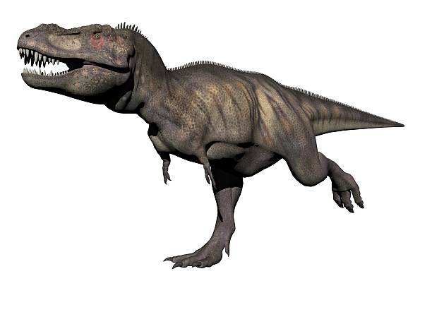 tyrannosaurus dinosaur - 3d render stock photo
