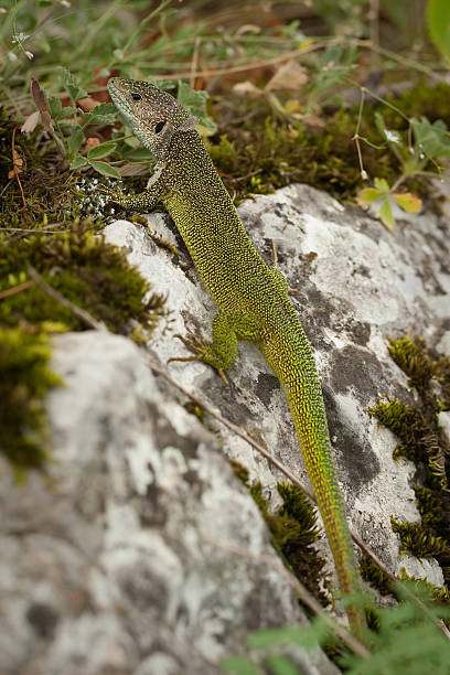 istock Green lizard, Lacerta viridis, Slovak Karst, Eastern Slovakia. 532008823