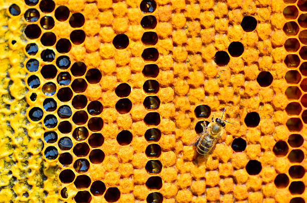 foto macro de abelhas swarming em um favo de mel - efficency - fotografias e filmes do acervo