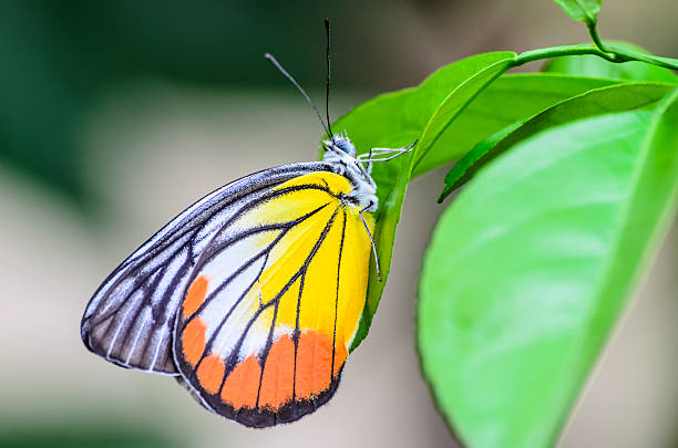 istock Blue Butterfly in Morning Nature 532009355