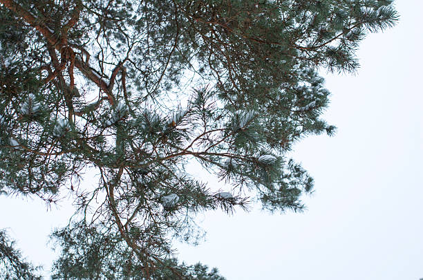 Spruce, firs ore pine tree branch against sky stock photo