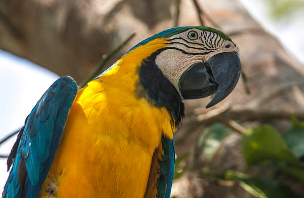 Blue and Yellow Macaw in peruan selva Blue and Yellow Macaw, Ara Ararauna (Peru) ara arauna stock pictures, royalty-free photos & images