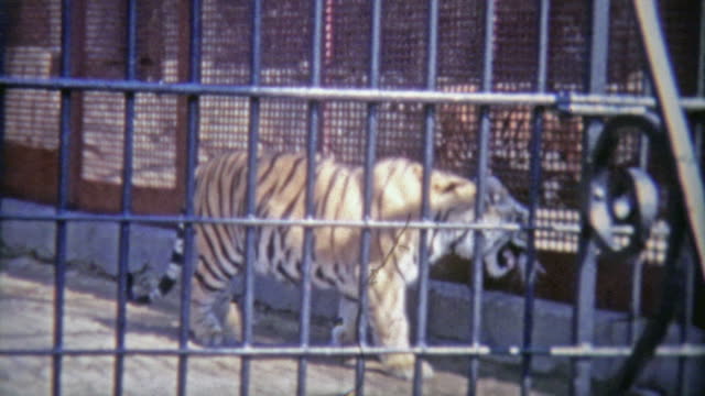1973: Bengal tiger in confined zoo cell.