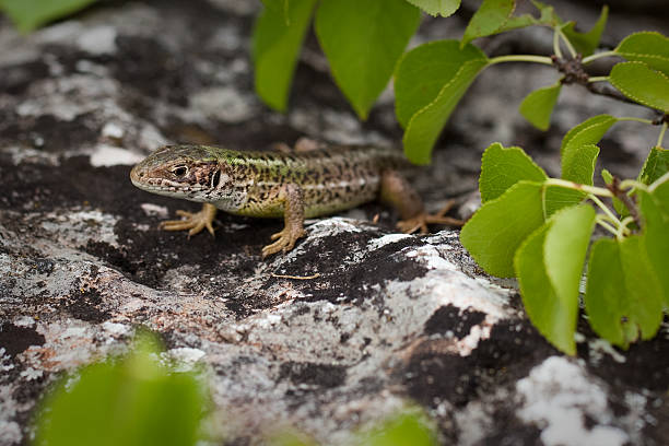 istock Green lizard, Lacerta viridis, Slovak Karst, Eastern Slovakia. 532010319