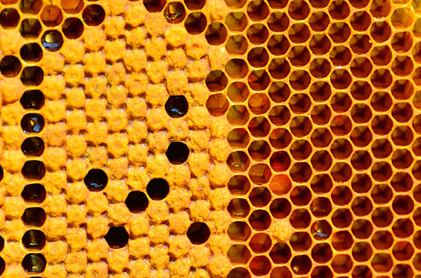 foto macro de abelhas swarming em um favo de mel - efficency - fotografias e filmes do acervo