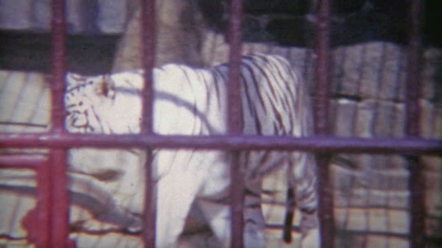 1973: Snow tiger in cage with thick iron bars.