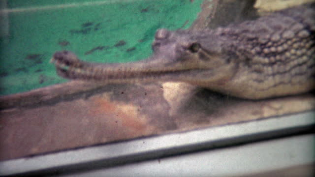 1973: Gharial fish eating crocodile alligator at the zoo.
