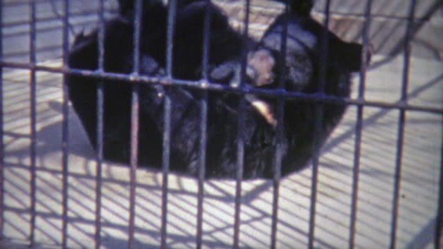 1973: Bear rolling around in small inhumane cage.