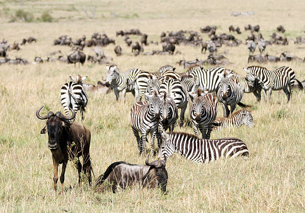 istock Herd of Zebra and wildebeests 532018431