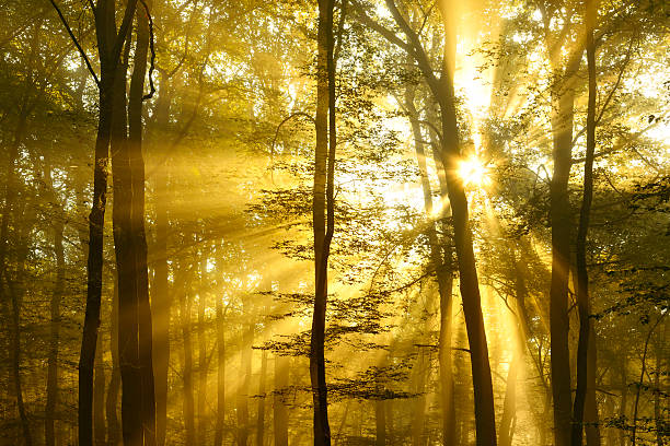 Fairytale Forest, rays of sunlight amongst trees
