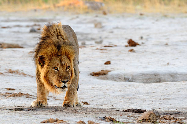 male лев - hwange national park стоковые фото и изображения