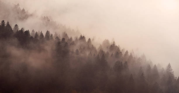 istock Beautiful fog in a Carpathian 532019261