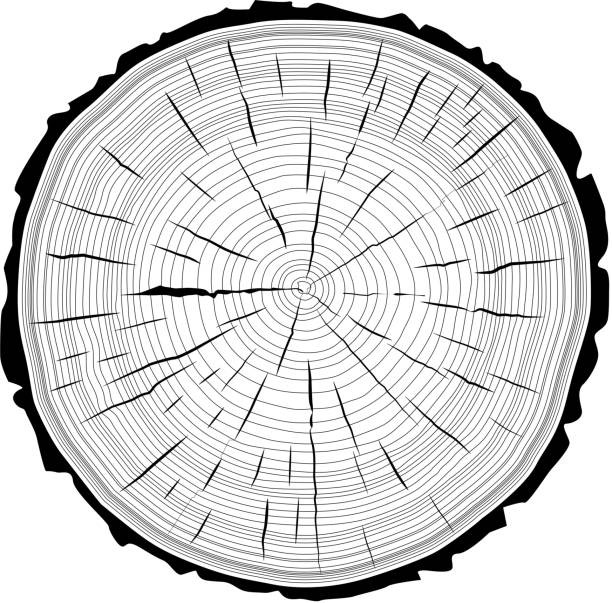 Tree rings saw cut tree trunk background. vector art illustration