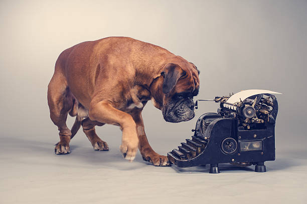 ボクサー犬のご予約 - typewriter writing journalist typing ストックフォトと画像