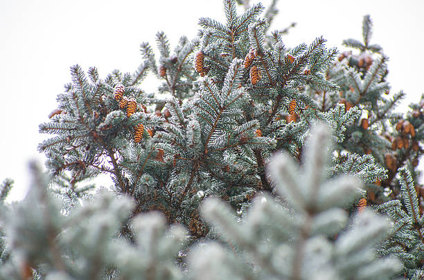frost covered spruce tree branch stock photo