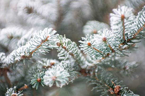 frost covered spruce tree branch stock photo