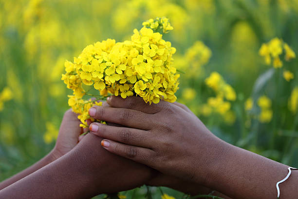 istock Hands holding bunch of mustard flowers 532020369