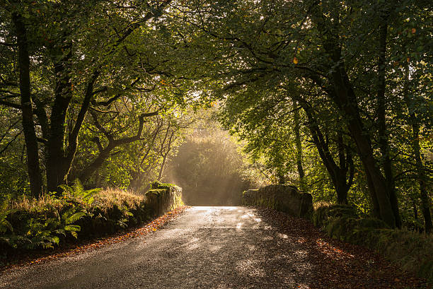 istock old stone bridge in early morning light through trees 532020557