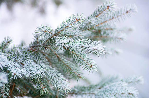 frost covered spruce tree branch stock photo