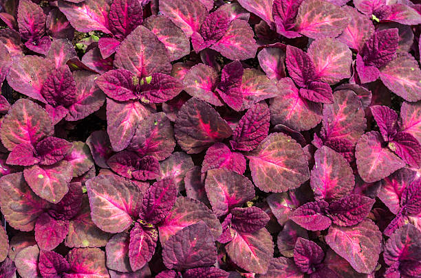 istock Red leaves of coleus plant 532021365