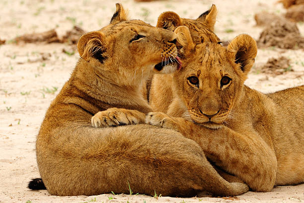 istock Lions cubs huddling together 532021669