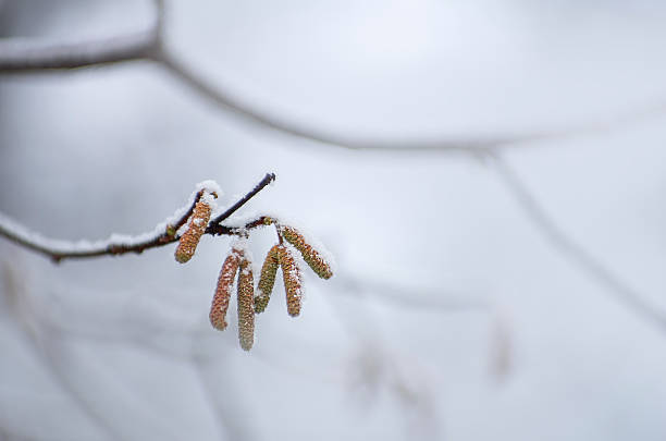 Frost and snow covered birch tree branch with leaves stock photo