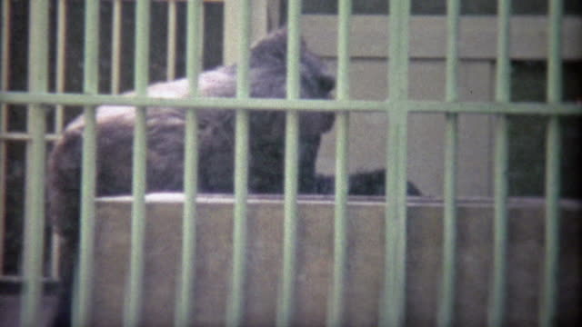 1973: Large gorilla trapped in sad old school zoo cage.