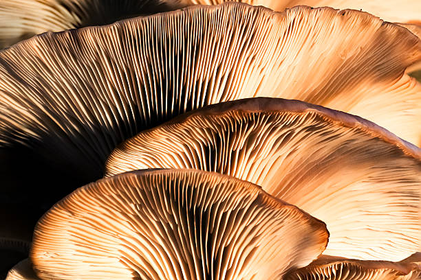 funghi ostrica - moss fungus macro toadstool foto e immagini stock