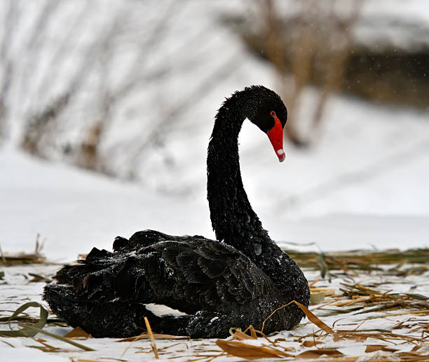 istock Black Swan in winter nature 532022843