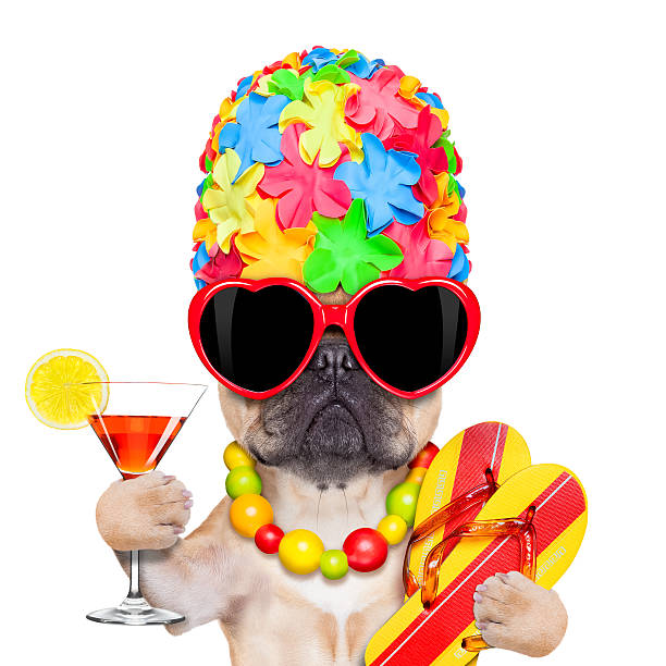 トロピカルバケーションの犬 - humor bizarre drinking cocktail ストックフォトと画像